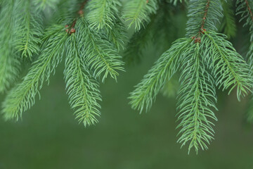 Macro shot of new spruce needles on tree branch. Bright green color symbolizes spring and natural...