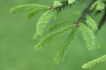 Fototapeta premium Close-up of fresh green spruce needles in spring. Soft natural light and blurred background. Ideal for nature themes, forest textures, or eco-friendly design.