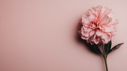 Fototapeta premium A beautiful pink peony rests gracefully against a soft pink background, representing romance and the elegance of nature's floral artistry in a minimalist design.