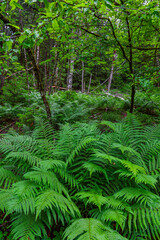 Bright green forest natural landscape min summer. Peaceful forest trees with sunlight. Forest in light. Green forest nature