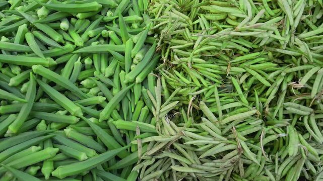 Fresh green okra and other green beans are available for sale, with the camera panning from left to right to highlight their quality.