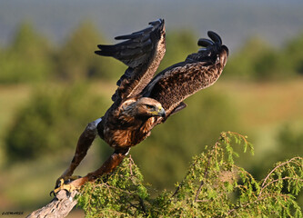 a serious golden eagle in the mountain in spain