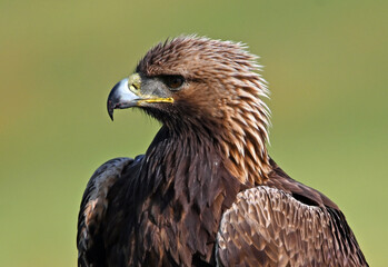 a golden eagle in spain in the mountain