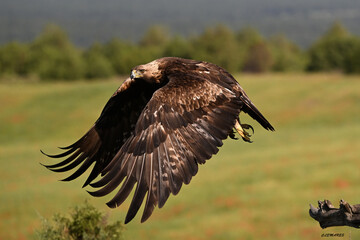 a powerful golden eagle in he mountain in spain