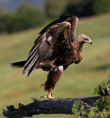 a powerful golden eagle in he mountain in spain