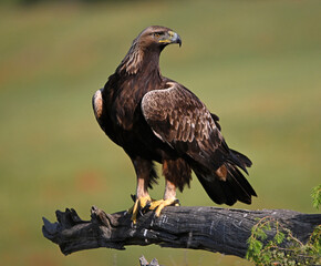 una poderosa aguila real en España