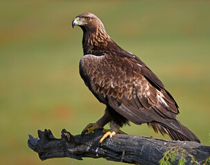 a golden eagle in the mountain on spain