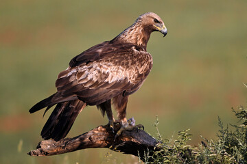 una poderosa aguila real en España