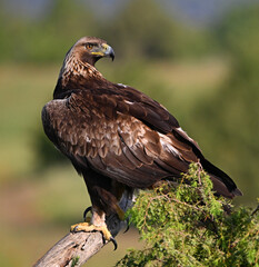 a powerful golden eagle in he mountain in spain
