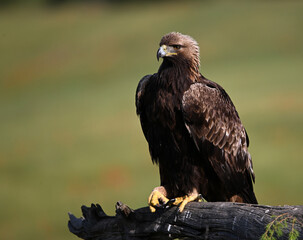 a serious golden eagle in the mountain in spain