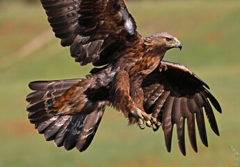 a powerful golden eagle in he mountain in spain