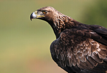 a powerful golden eagle in spain