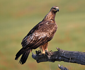 a golden eagle in spain in the mountain