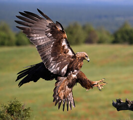 a powerful golden eagle in he mountain in spain