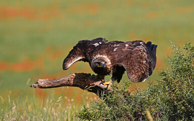 a powerful golden eagle in he mountain in spain