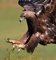 a golden eagle in spain in the mountain