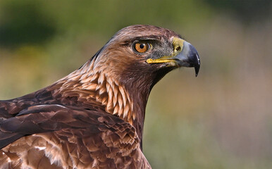 a golden eagle in the mountain on spain