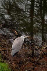 A grey heron standing near water, showcasing its tall, elegant form and distinctive long beak. A common but striking bird often found in Dutch wetlands and city parks.