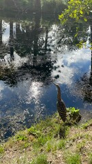 Pájaro pescando