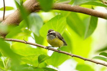 Um pássaro chamado Encontro (Pitangus sulphuratus) empoleirado em um galho de árvore de ata muito...