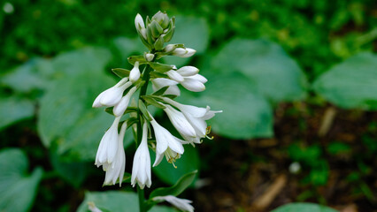 White hosta flower in bloom, close-up in summer garden, natural green background.