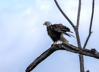 A Bald Eagle ruffles its feathers while perched on a bare branch.