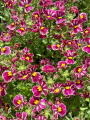 Red and yellow nemesia flowers in bunch at garden center
