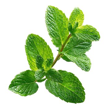 A single sprig of fresh mint with multiple lea
