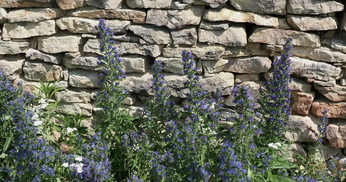 Echium vulgare - Clumps of wild Viper's bugloss or Blue devil plant with spikes of violet blue and pink flowers colonizing an embankment along a stone wall
