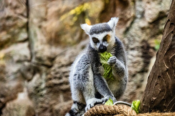 Beautiful ring-tailed lemur eats tasty green leaves close up	

