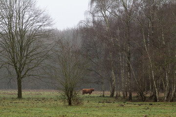 A Highland or ginger-colored cow grazing or resting in Amsterdamse Bos. Its shaggy coat and calm...