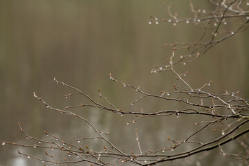 Thin, graceful tree branches adorned with glistening water droplets, captured in soft natural...