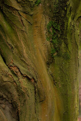 A close-up of a tree trunk showing textured bark with subtle green hues from moss or lichen. The natural detail captures early signs of growth or moisture in a woodland setting.