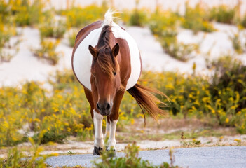 A wild pony surrounded by goldenrod at Assateague Island, Maryland