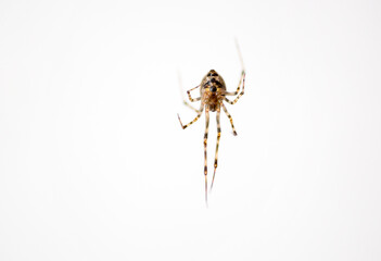 A Common House Spider hanging upside down