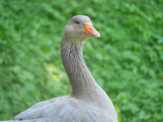 A gray goose close up