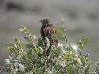 A sparrow watching for danger.