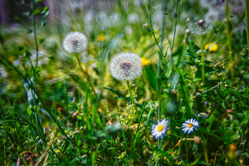 Dandelion in the air in the green grass