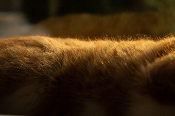 A macro shot of the ginger cat’s fur, highlighting the soft, dense texture and rich orange tones....