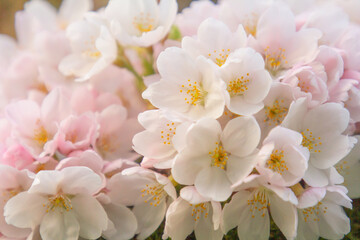 A delicate close-up of cherry blossom (sakura) flowers blooming in Amsterdamse Bos. The soft pink petals glow in natural light, capturing the beauty of springtime.