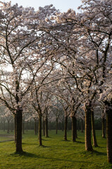 Obraz premium Beautiful sakura cherry blossoms blooming in the serene setting of the Japanese Garden in Amsterdam.