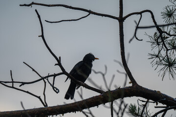 Blackbird Silhouette on a Pine Branch at Twilight