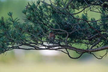 Colorful Male Chaffinch with an Inquisitive Gaze