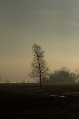 Golden sunrise in Amsterdamse Bos with a lone tree perfectly centered in the composition. The glowing light and misty atmosphere create a peaceful, almost painterly mood.