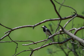 Calling White Wagtail Against a Vibrant Green Background