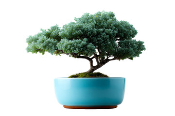 Bonsai tree in a blue pot with vibrant green foliage