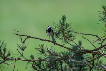 Calling White Wagtail Against a Vibrant Green Background