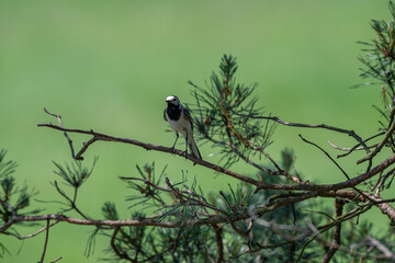 Calling White Wagtail Against a Vibrant Green Background