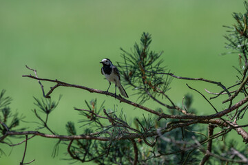 Calling White Wagtail Against a Vibrant Green Background