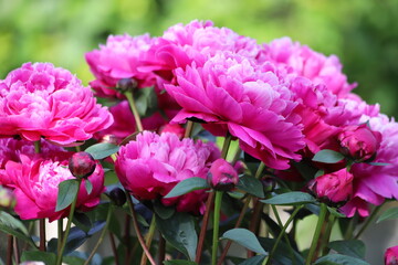 Pink peonies flower bloom in garden. Close up.